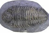 Prone Phacopid (Drotops) Trilobite - Issoumour, Morocco #381138-2